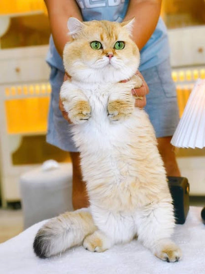 Munchkin