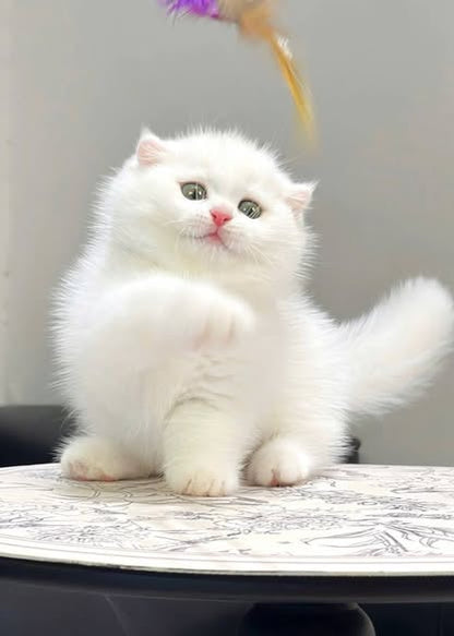 Munchkin Fold