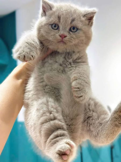 British Shorthair