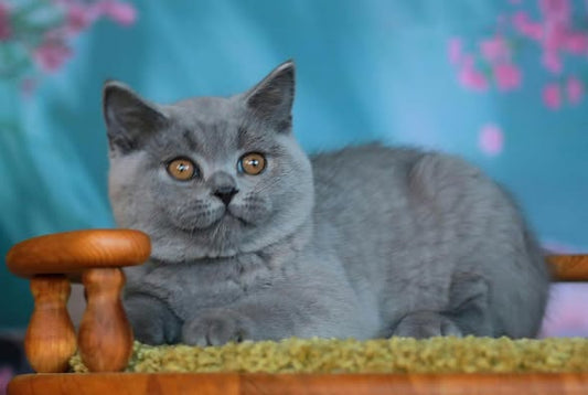 British Shorthair