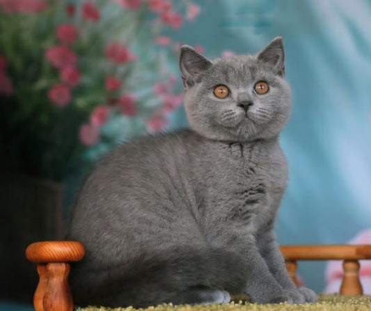 British Shorthair