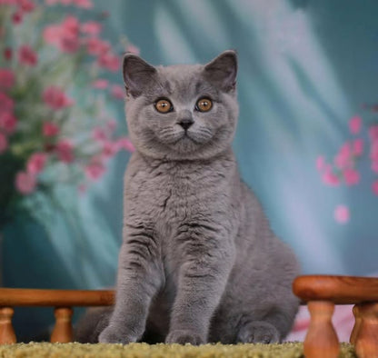 British Shorthair