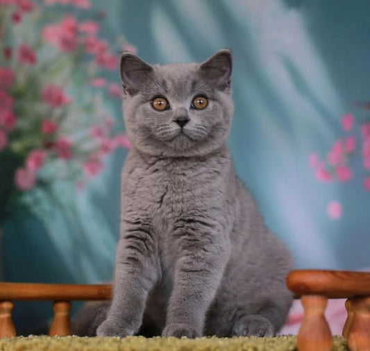 British Shorthair