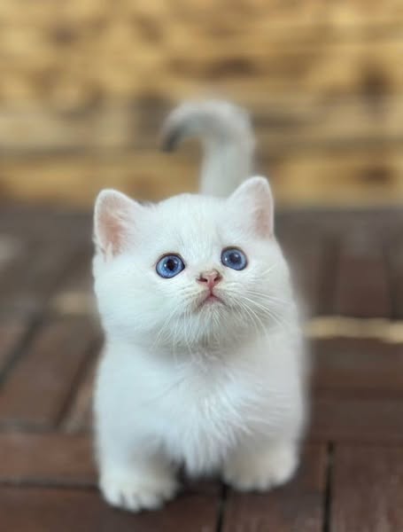 Munchkin