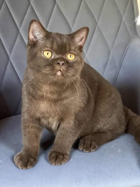 British Shorthair