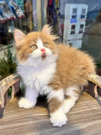 British Longhair