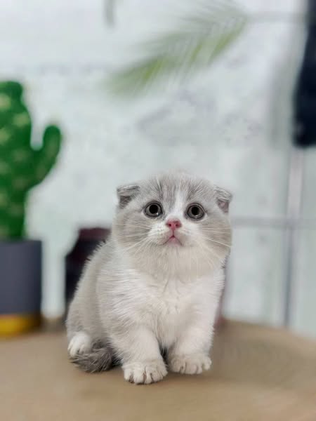 Munchkin Fold