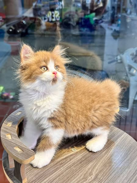 British Longhair