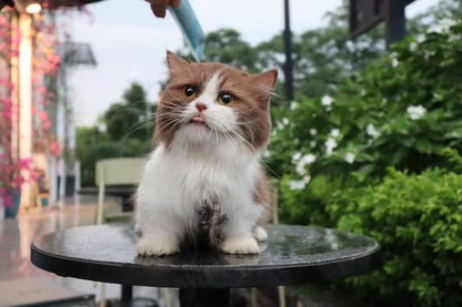 Munchkin Longhair