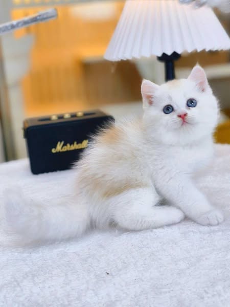 British Shorthair
