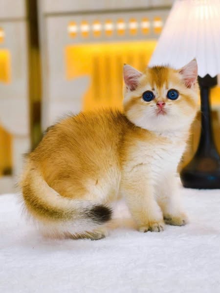 British Shorthair