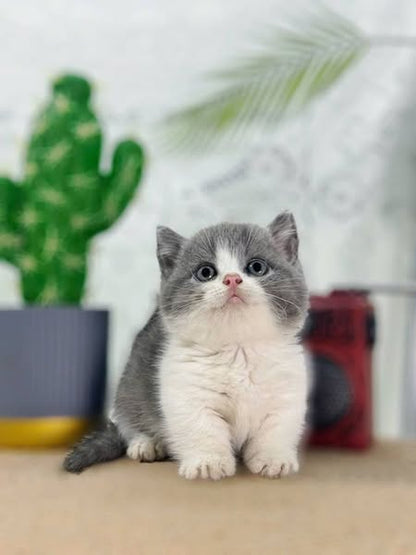 Munchkin