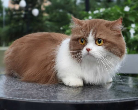 Munchkin Longhair