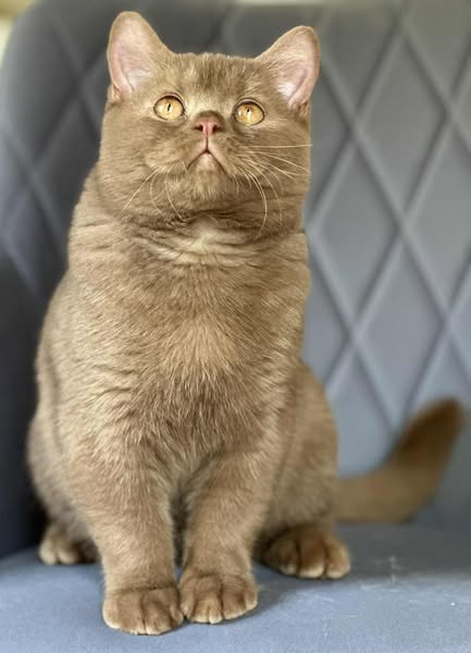 British Shorthair