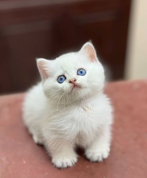 Munchkin