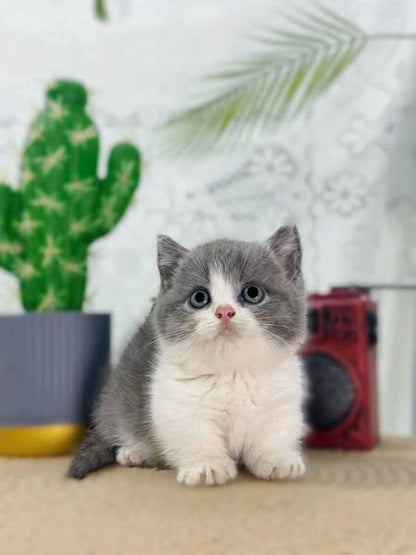 Munchkin