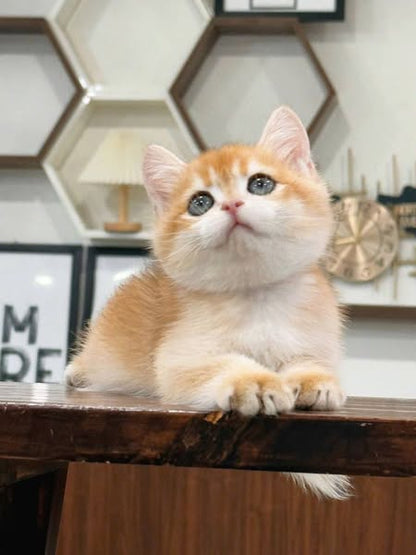 British Shorthair