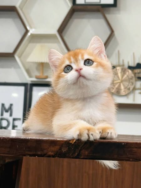 British Shorthair