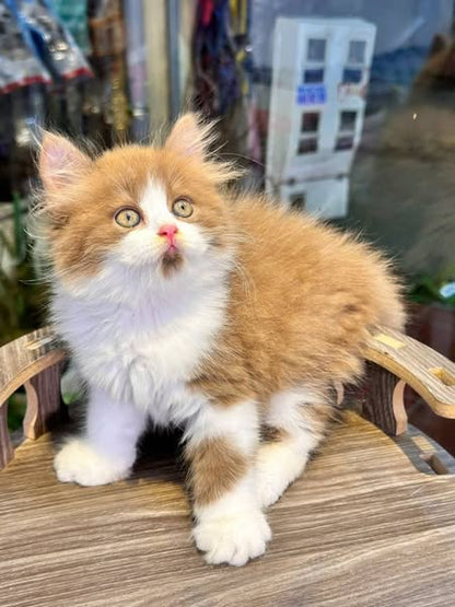 British Longhair
