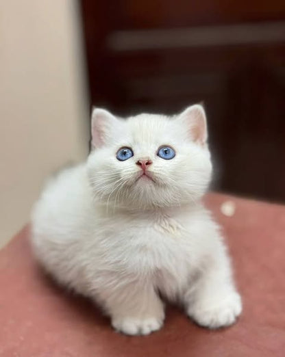 Munchkin
