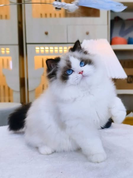 Ragdoll