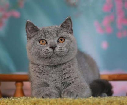 British Shorthair