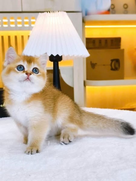 British Shorthair