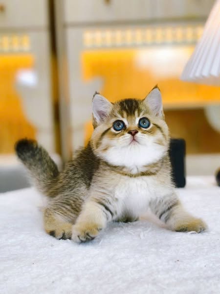 British Shorthair