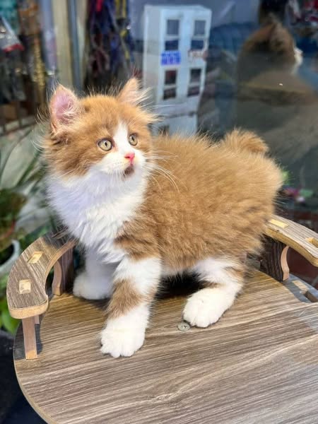 British Longhair