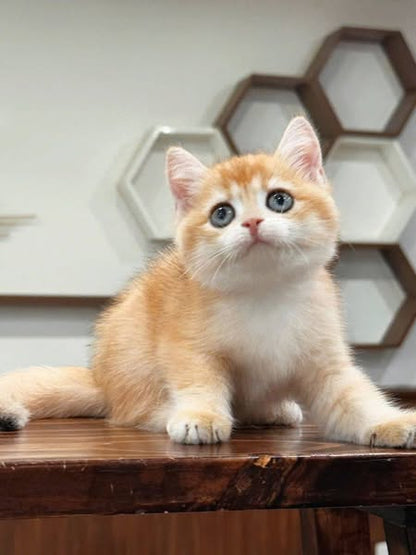 British Shorthair