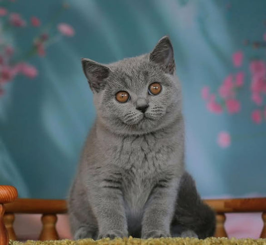 British Shorthair