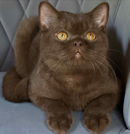 British Shorthair
