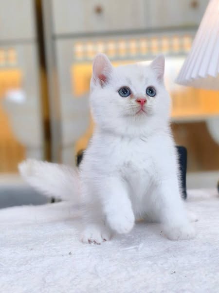 British Shorthair