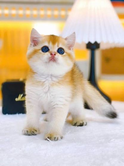 British Shorthair