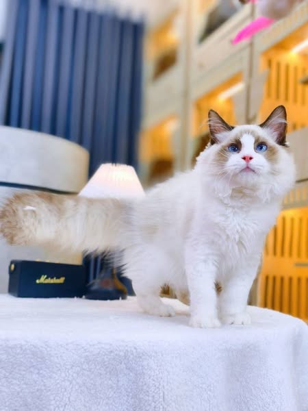 Ragdoll