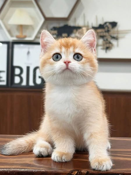 British Shorthair
