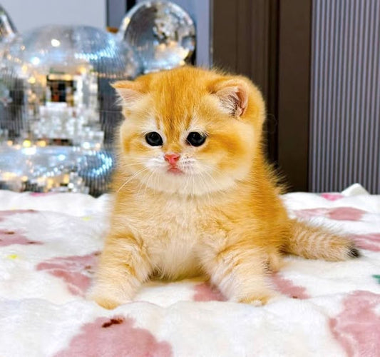 British Shorthair