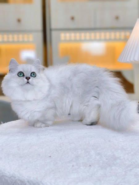 Munchkin Longhair