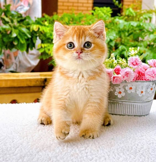 British Shorthair
