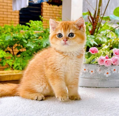 British Shorthair