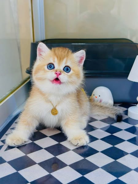 British Shorthair