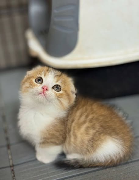 Munchkin Fold