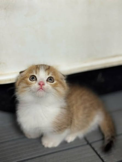 Munchkin Fold