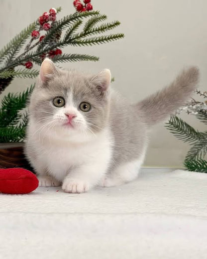 Munchkin