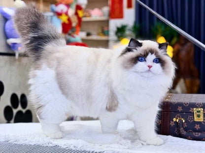 Ragdoll