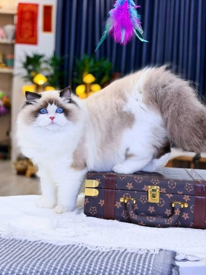 Ragdoll