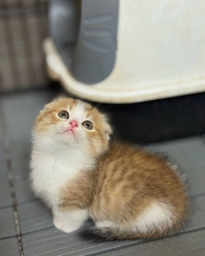 Munchkin Fold