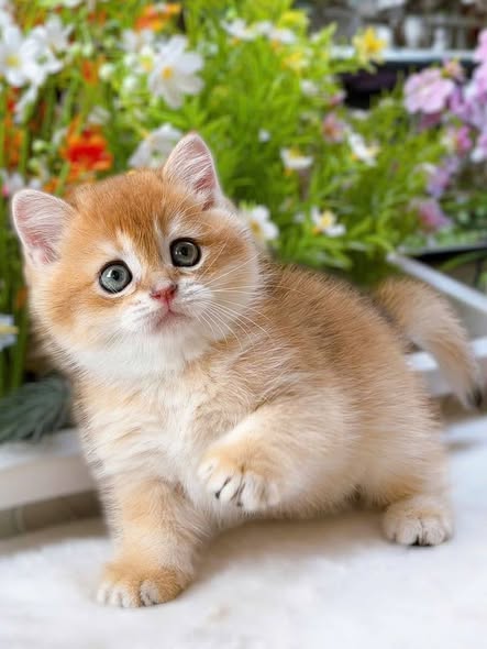 Munchkin