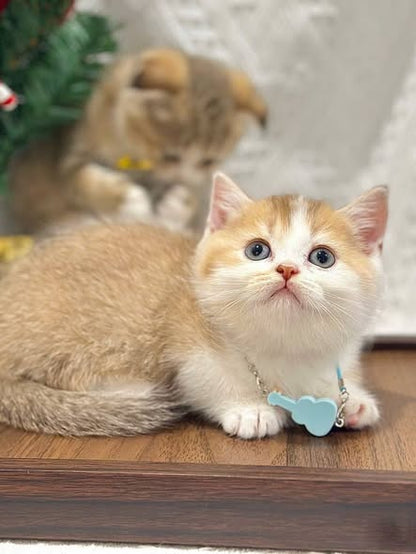 Munchkin