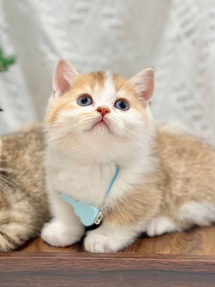 Munchkin